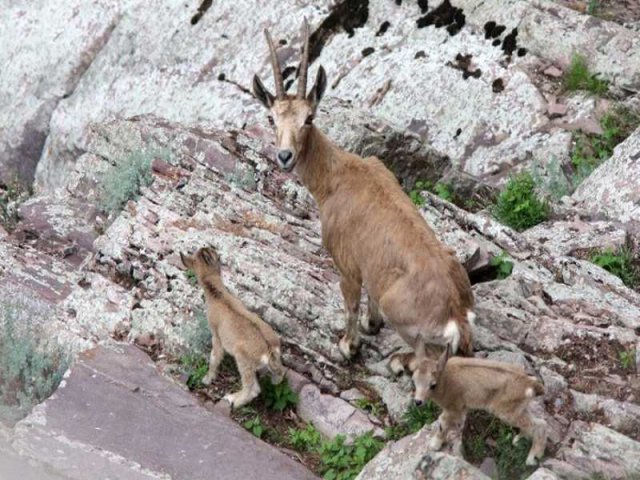 Ibex - Capra sibirica